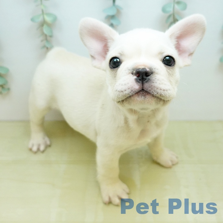 フレンチ・ブルドッグ