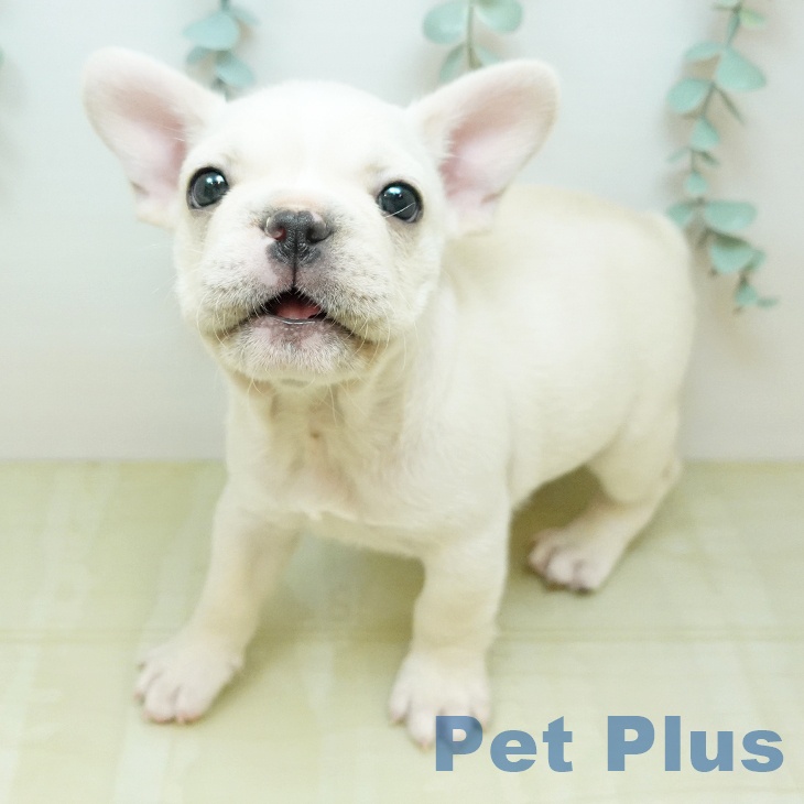 フレンチ・ブルドッグの写真2