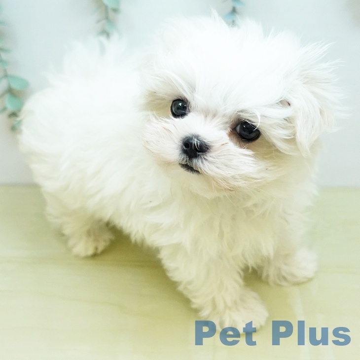 マルチーズの写真2