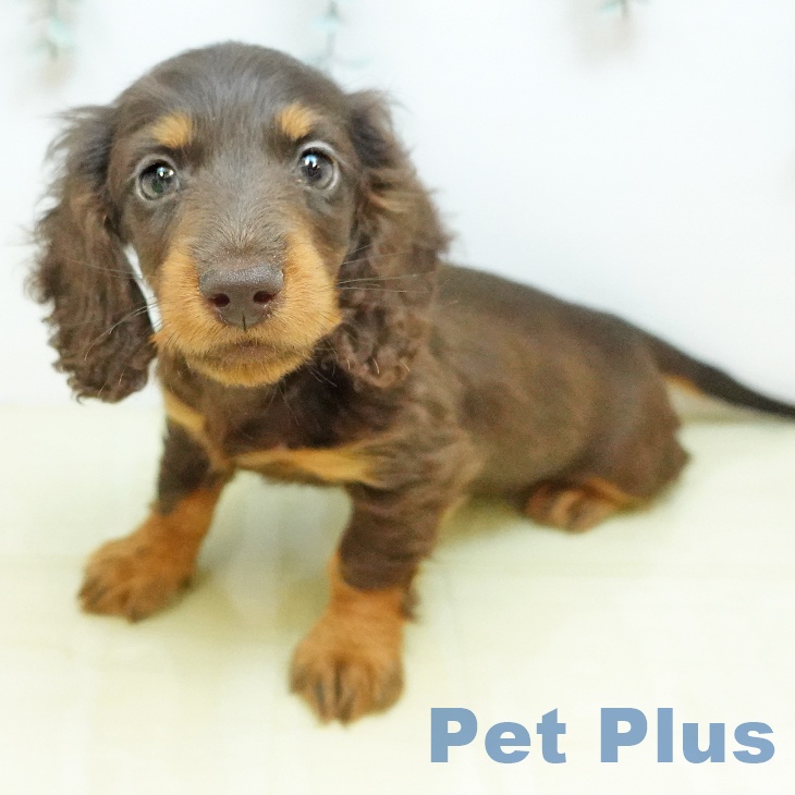 カニーンヘン・ダックスフンド