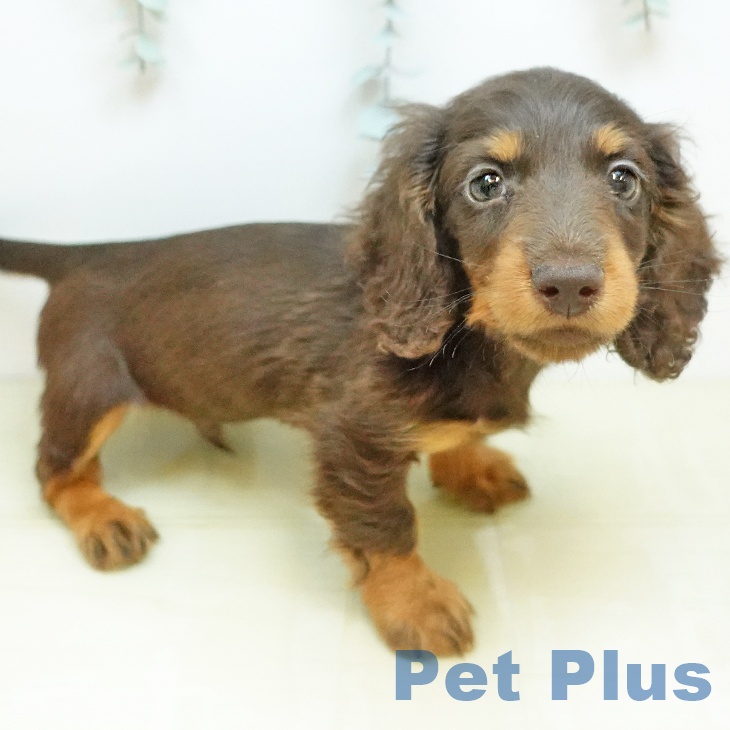 カニーンヘン・ダックスフンドの写真2