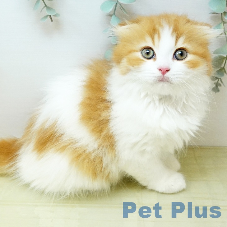 スコティッシュフォールド