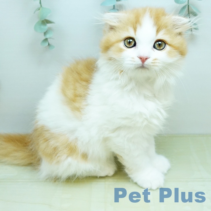 スコティッシュフォールド