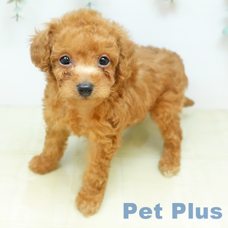 トイ・プードルの写真2