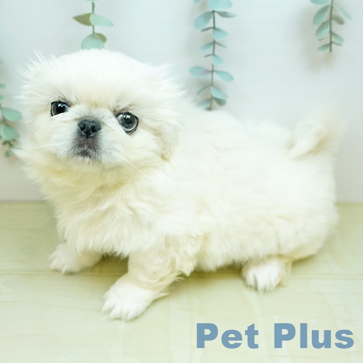 ペキニーズの写真2