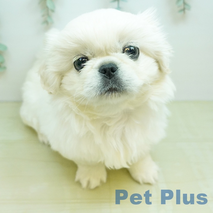 ペキニーズの写真2