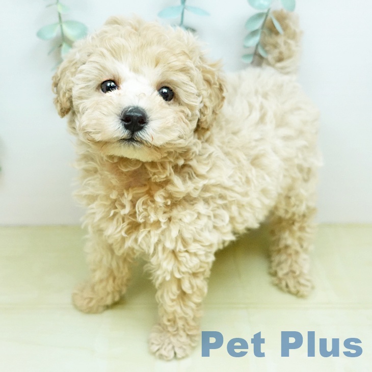 トイ・プードル