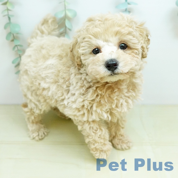 トイ・プードルの写真2