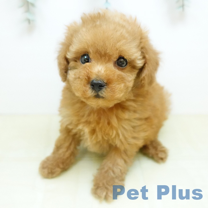 トイ・プードルの写真2