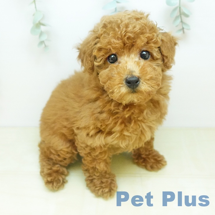 トイ・プードル