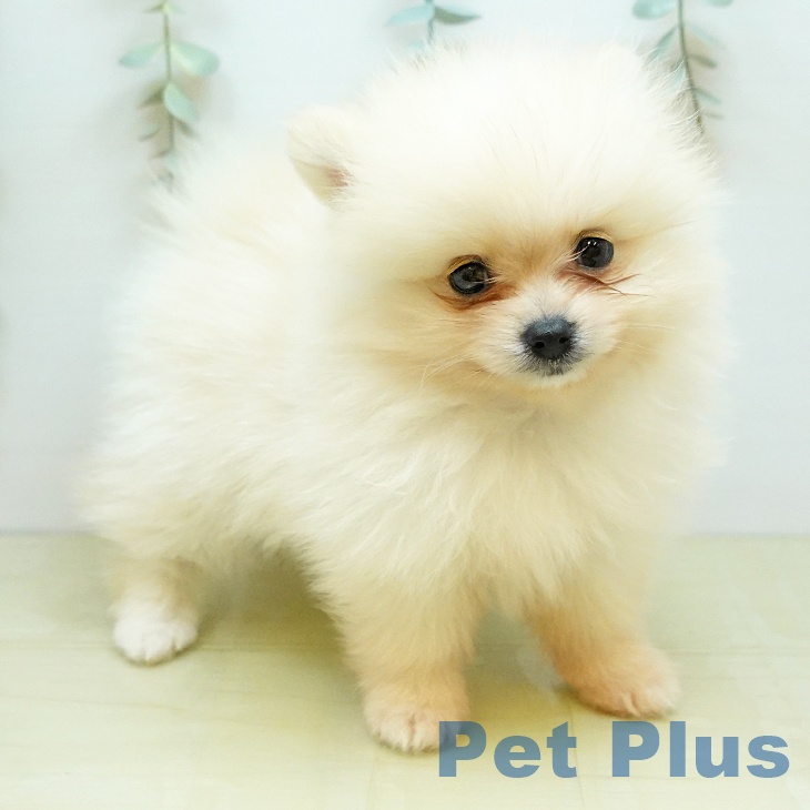ポメラニアンの写真2