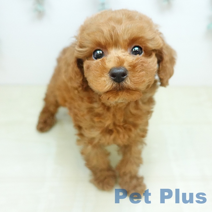 トイ・プードル