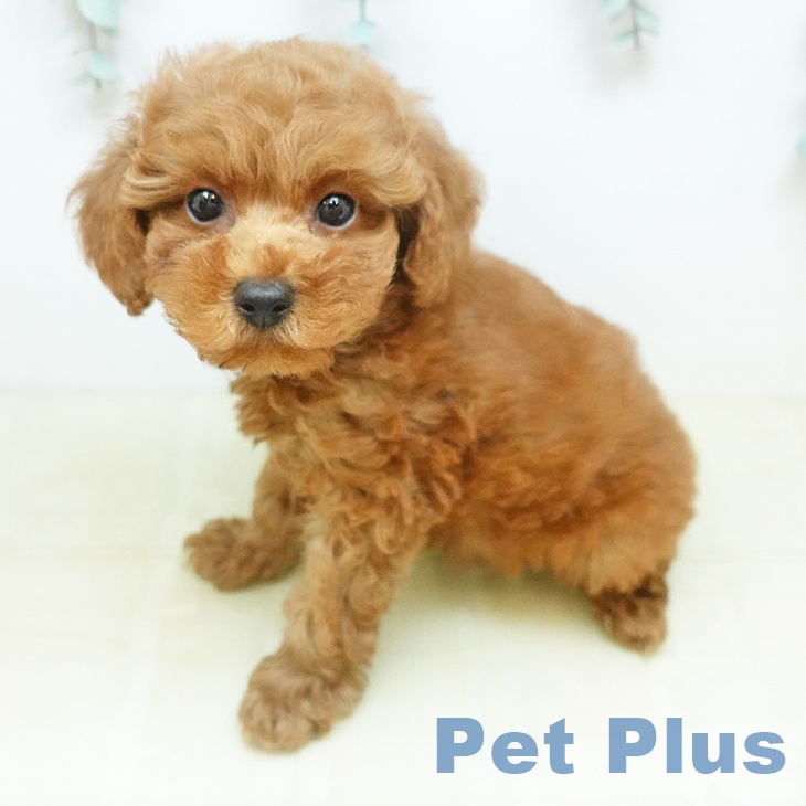 トイ・プードルの写真2