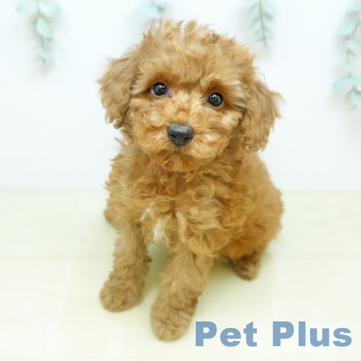 トイ・プードル