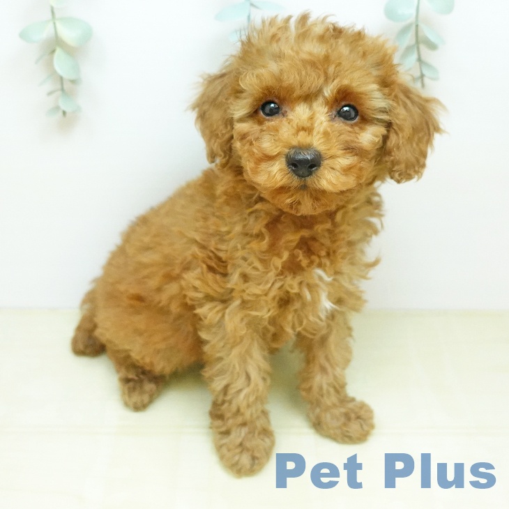 トイ・プードル