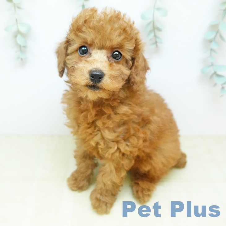 トイ・プードル