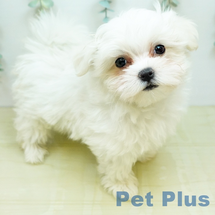 マルチーズの写真2