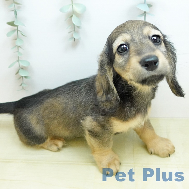 カニーンヘン・ダックスフンド