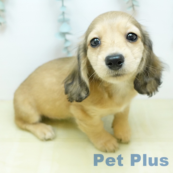 カニーンヘン・ダックスフンド