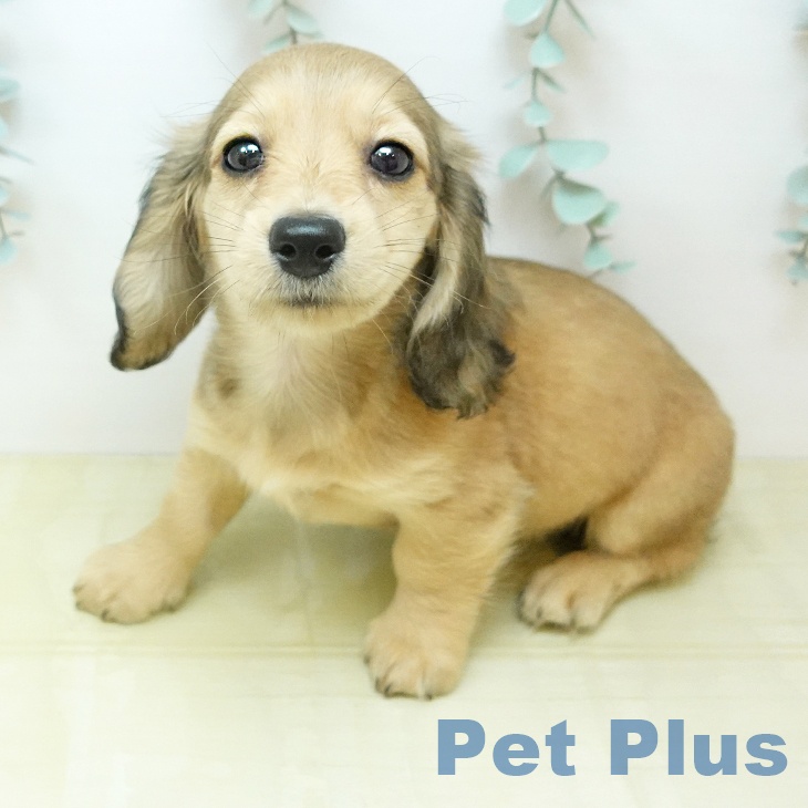 カニーンヘン・ダックスフンドの写真2