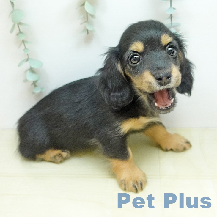 ミニチュア・ダックスフンド