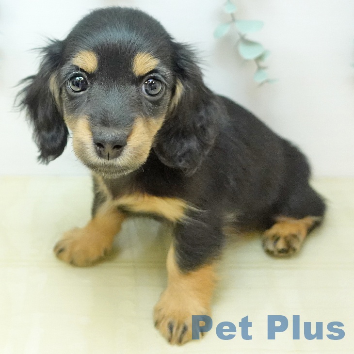 ミニチュア・ダックスフンドの写真2