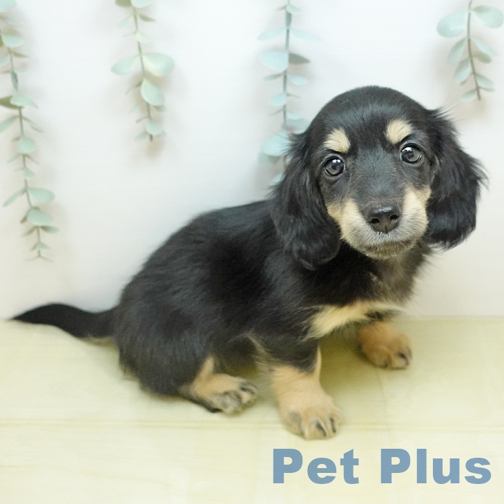 ミニチュア・ダックスフンドの写真2