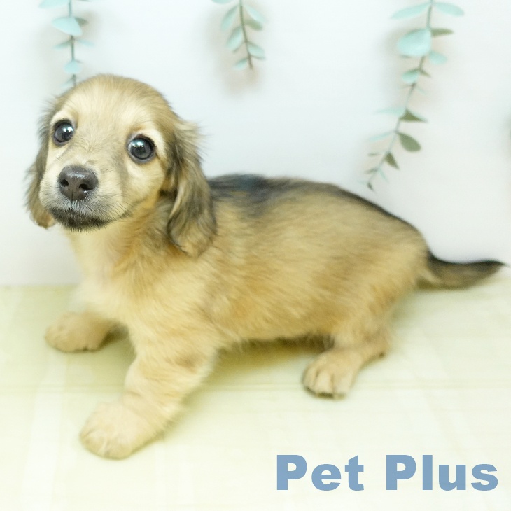 ミニチュア・ダックスフンド