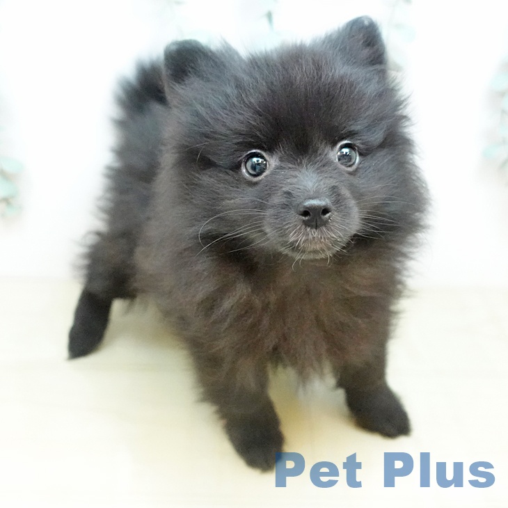 ポメラニアンの写真2