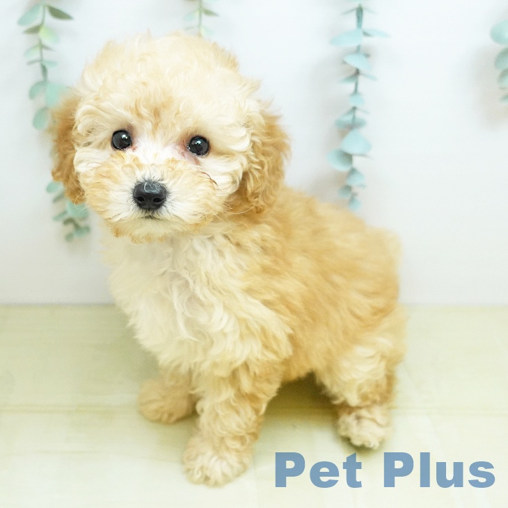 トイ・プードル