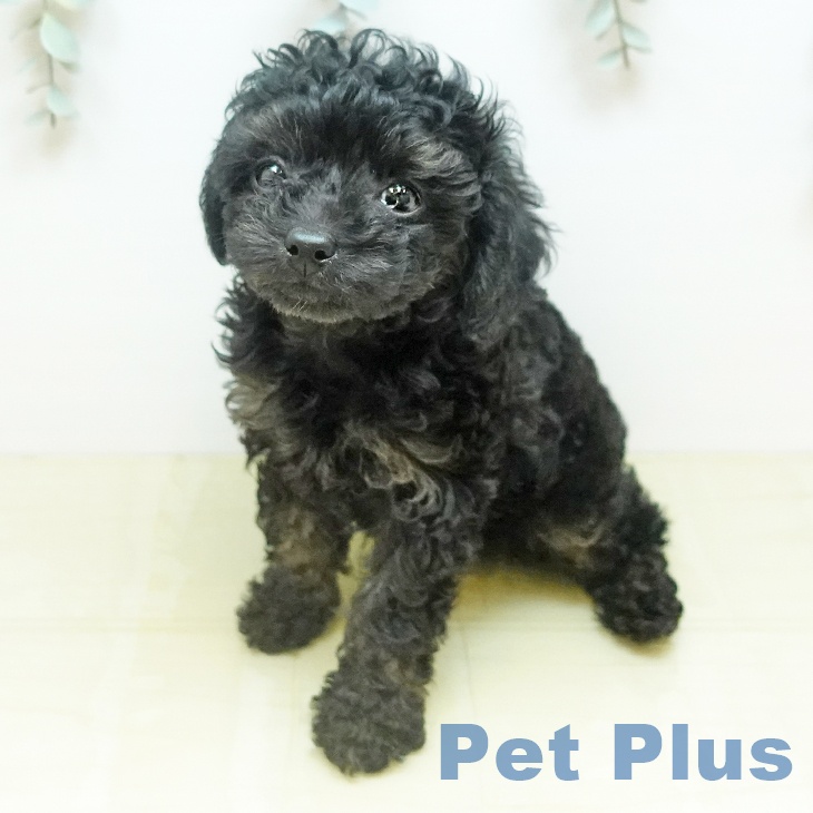 トイ・プードルの写真2