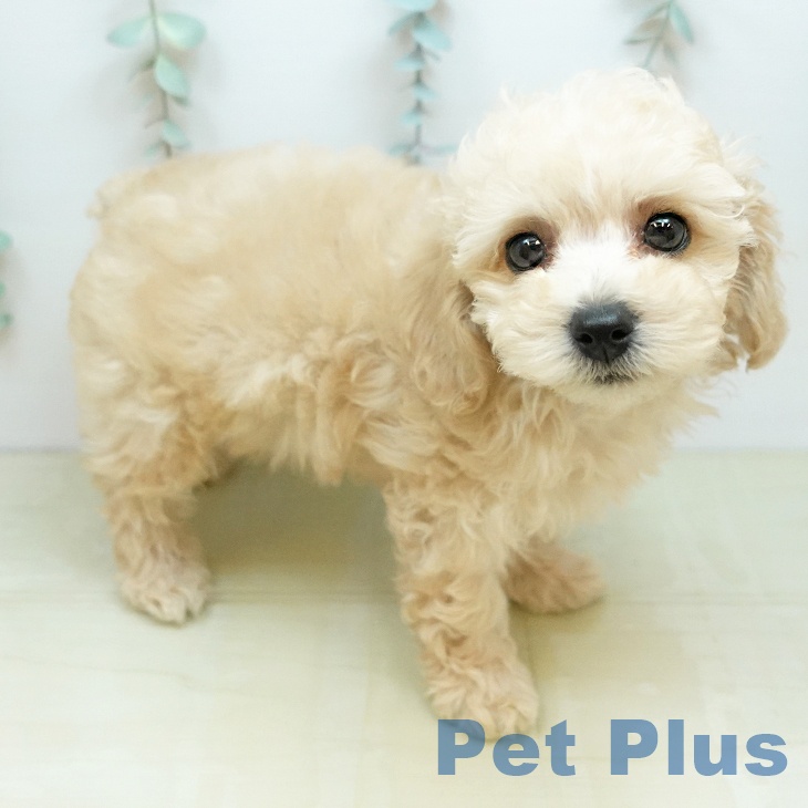 トイ・プードル