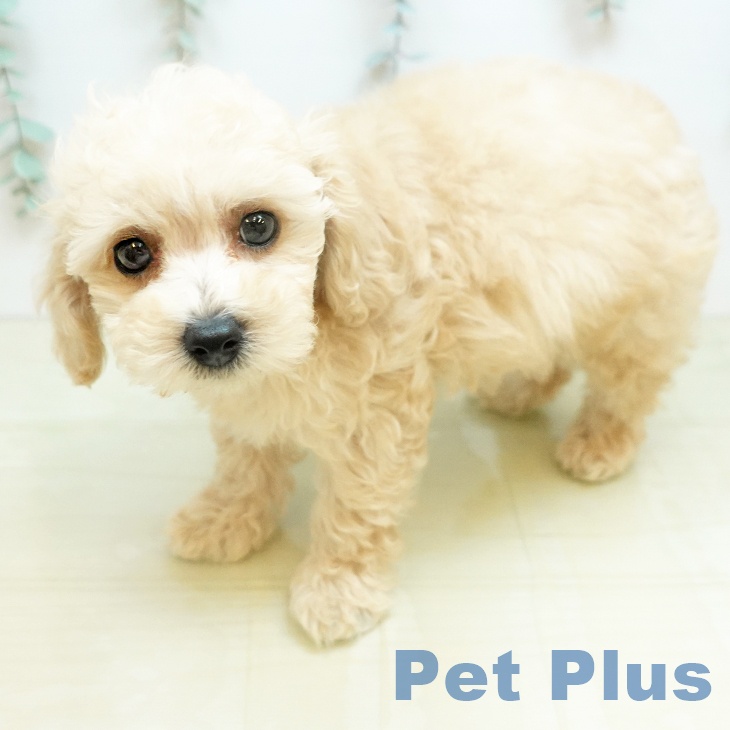 トイ・プードル