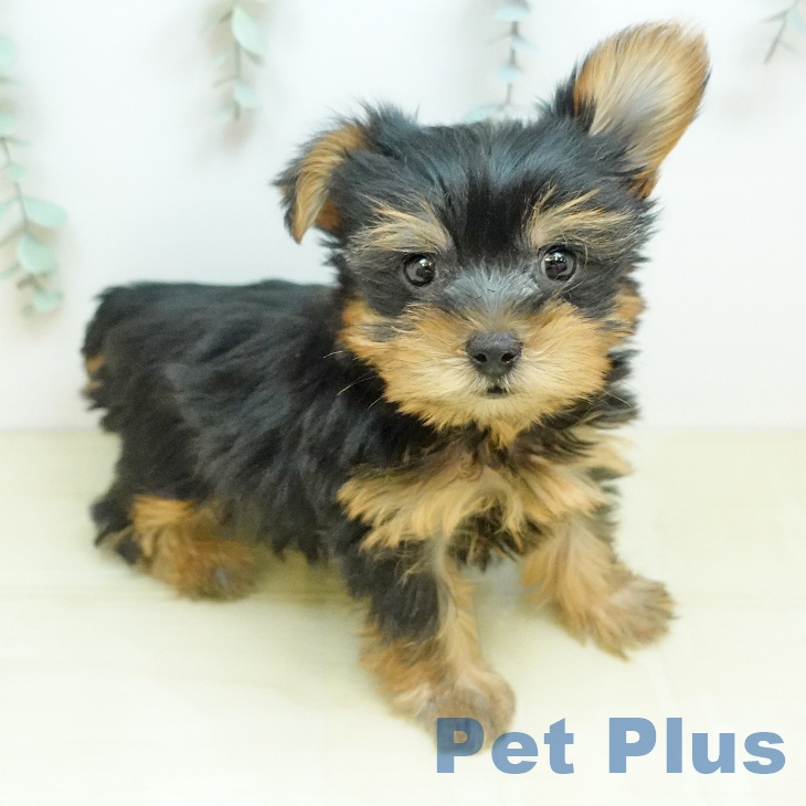 ヨークシャー・テリア