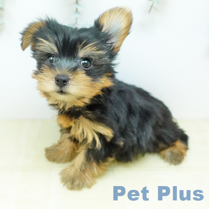 ヨークシャー・テリアの写真2