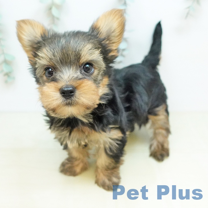 ヨークシャー・テリア