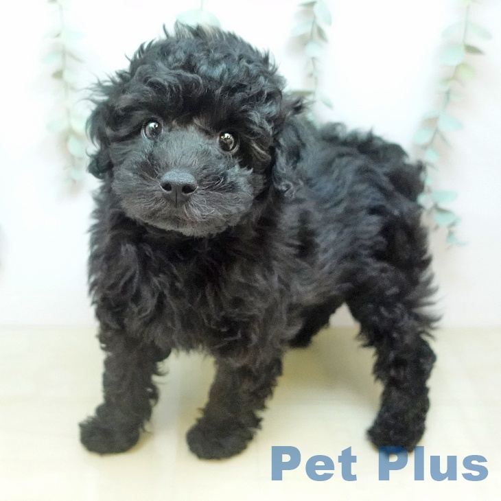 トイ・プードル