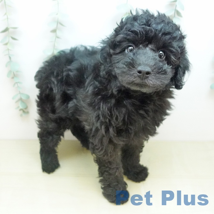 トイ・プードルの写真2