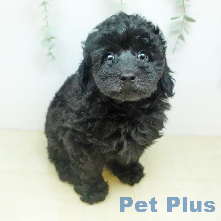 トイ・プードル