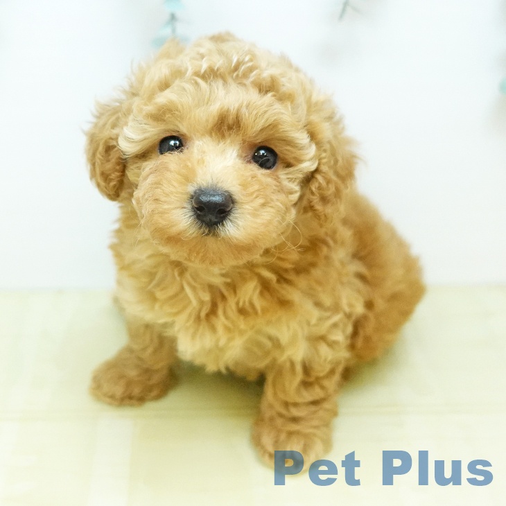 トイ・プードル