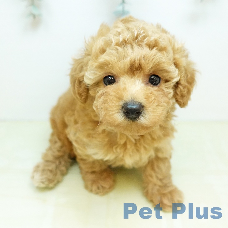 トイ・プードルの写真2