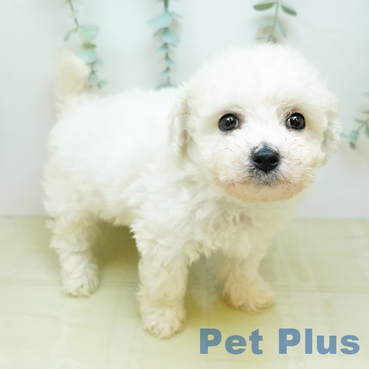 ビション・フリーゼ