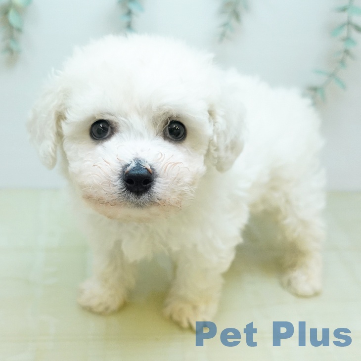 ビション・フリーゼの写真2