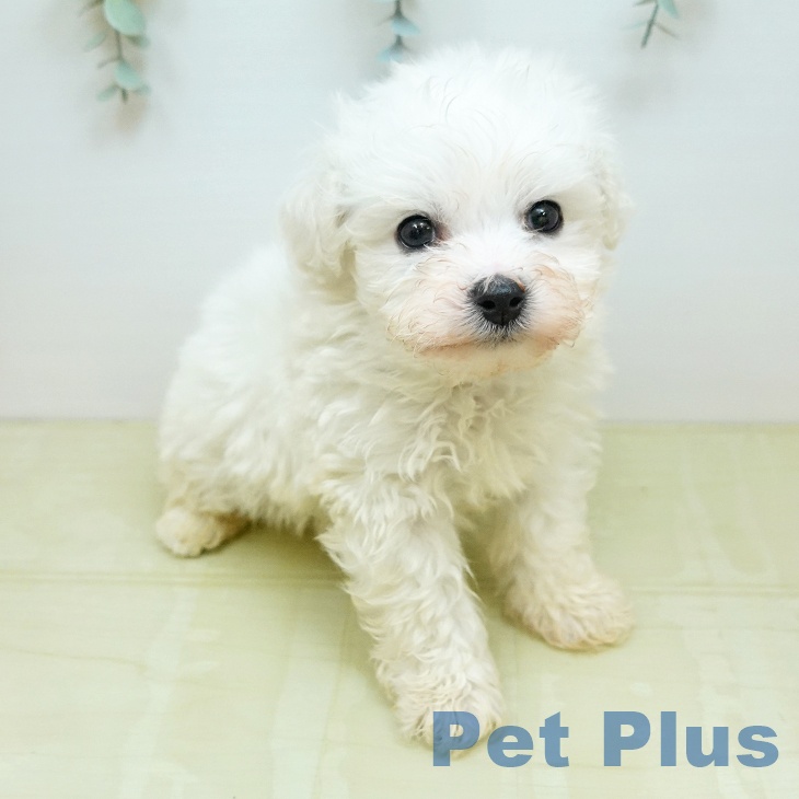 ビション・フリーゼ