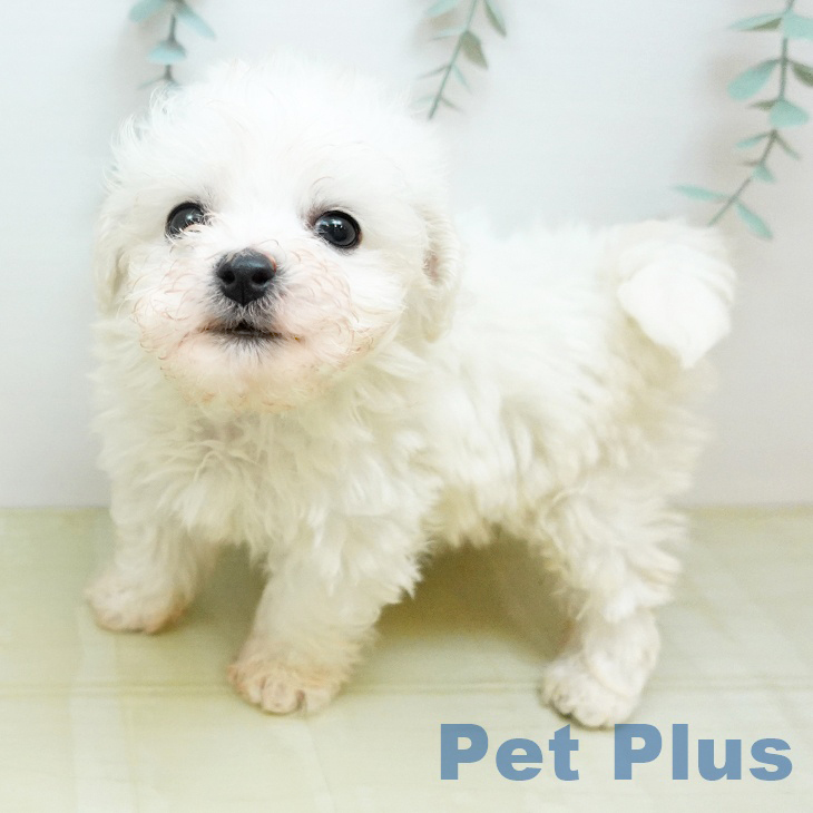 ビション・フリーゼの写真2