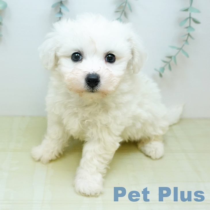 ビション・フリーゼ