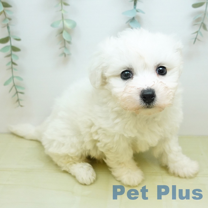 ビション・フリーゼの写真2