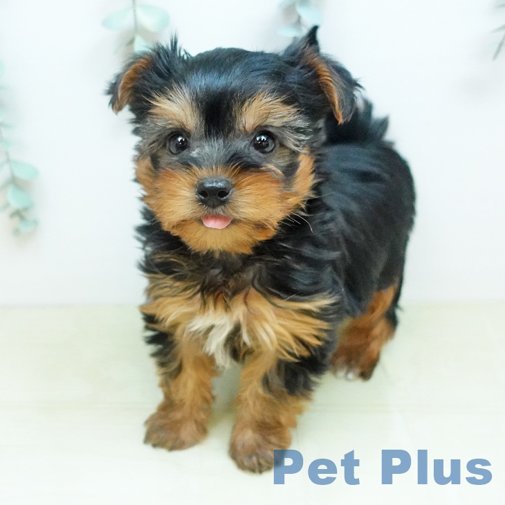 ヨークシャー・テリアの写真2