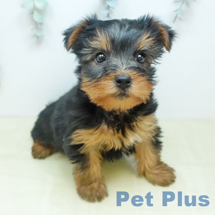 ヨークシャー・テリア