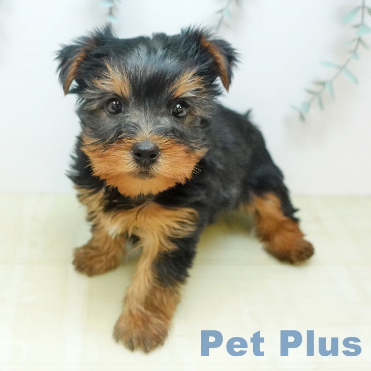 ヨークシャー・テリアの写真2